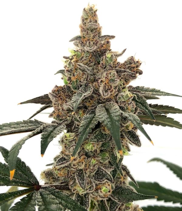 Gushi — “Fotoperiodo Feminizada” - Purple City Genetics (Archive Collection) - Imagem 3