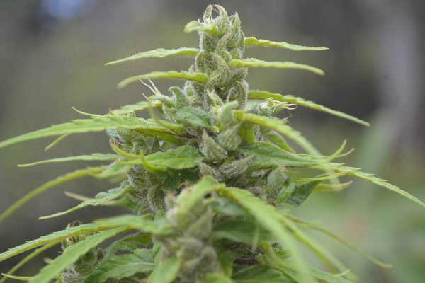 THAI - "Veneno da Lata" – “Fotoperiodo REGULAR” – Gold Farm Seed - Imagem 2