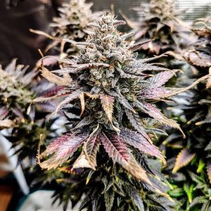 Mimosa Dog - Fotoperíodo Feminizada  - LatitudSurSeeds