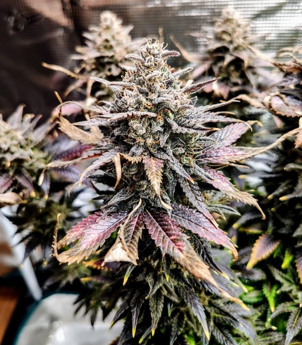 Mimosa Dog - Fotoperíodo Feminizada  - LatitudSurSeeds