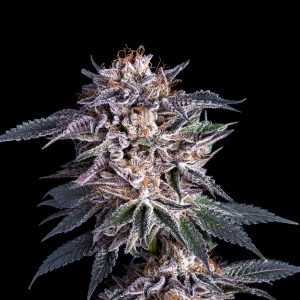 Obama OG - Fotoperíodo Feminizada  - LatitudSurSeeds