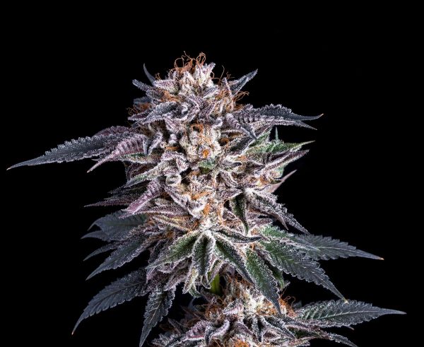 Obama OG - Fotoperíodo Feminizada  - LatitudSurSeeds