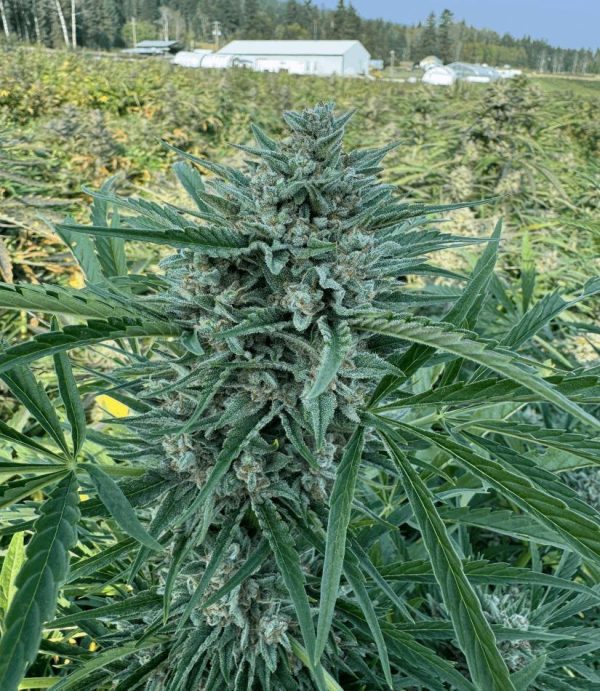Pink Grizzels — “Automatica Feminizada” - Purple City Genetics (American Graffiti Collection)