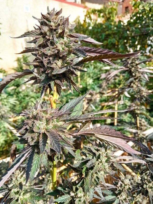 Zkittlez Cookies - Fotoperíodo Feminizada  - LatitudSurSeeds - Imagem 4