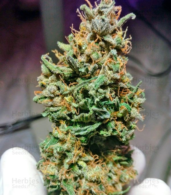 CRITICAL CARAMEL - Automatica - LatitudSurSeeds - Imagem 2