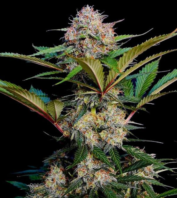 CRITICAL CARAMEL - Automatica - LatitudSurSeeds