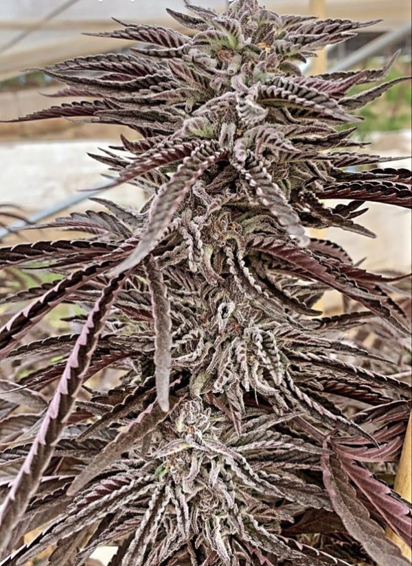 Fez -  “Fotoperiodo Feminizada” – Purple City Genetics - "El Krem Collection" - Imagem 3