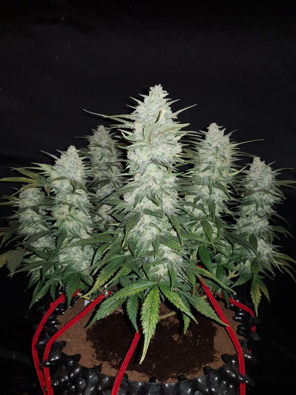 GELATO – Automatica – PYRAMID SEED’S - Imagem 5