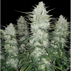GELATO – Automatica – PYRAMID SEED’S