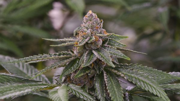 GELATO – Fotoperiodo – PYRAMID SEED’S - Imagem 4