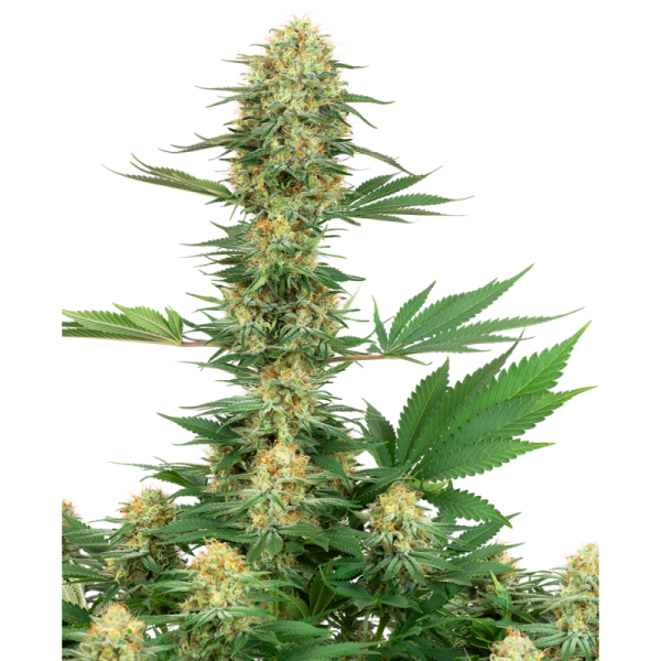 Gelatto 2020 - Fotoperíodo Feminizada  - LatitudSurSeeds - Imagem 7