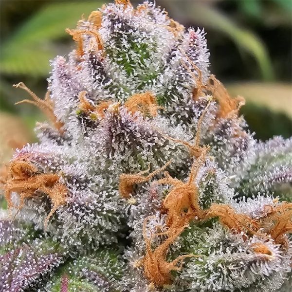 Habibi — “Fotoperiodo Feminizada” - Purple City Genetics (El Krem Collection) - Imagem 3