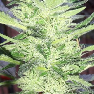 KRYPTONITE – Fotoperiodo – PYRAMID SEED’S