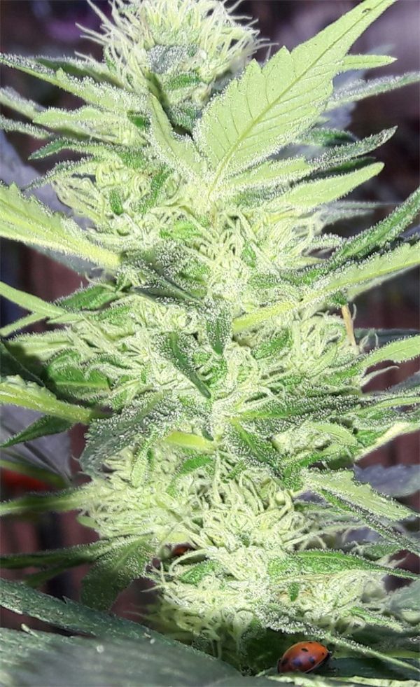 KRYPTONITE – Fotoperiodo – PYRAMID SEED’S
