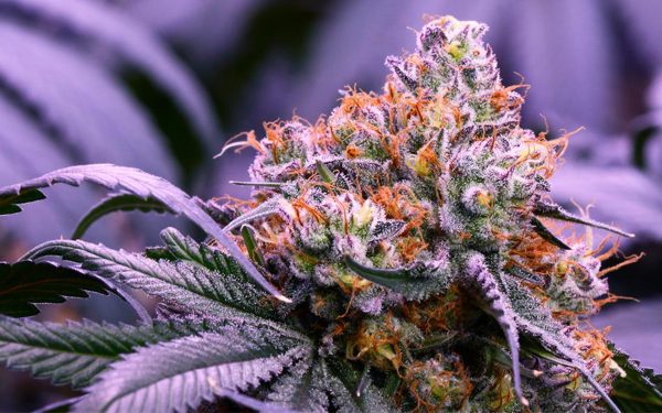 Obama OG - Fotoperíodo Feminizada  - LatitudSurSeeds - Imagem 4