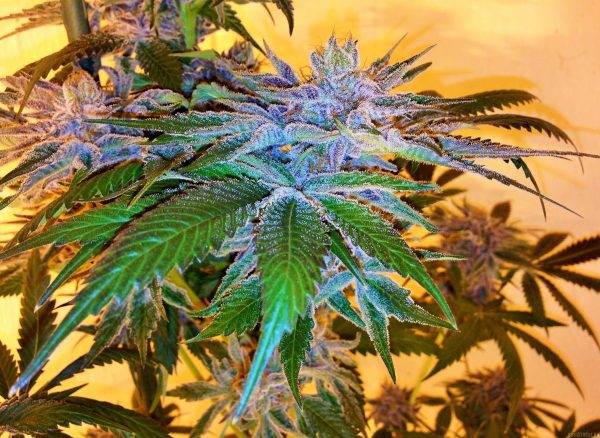 Obama OG - Fotoperíodo Feminizada  - LatitudSurSeeds - Imagem 6