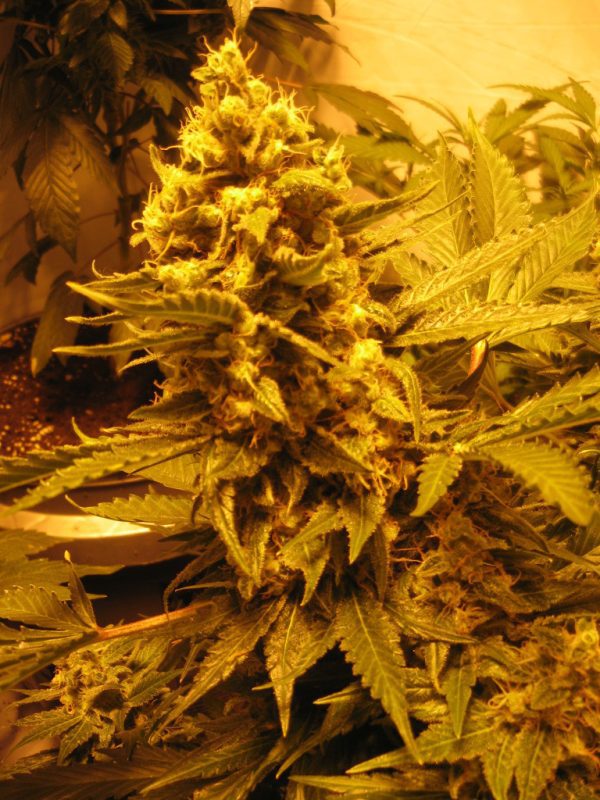 Obama OG - Fotoperíodo Feminizada  - LatitudSurSeeds - Imagem 7