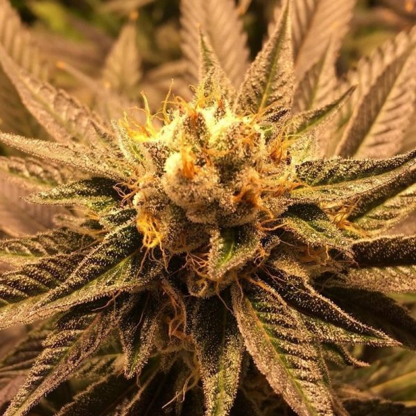 Orange Larry - Fotoperíodo Feminizada  - LatitudSurSeeds - Imagem 6