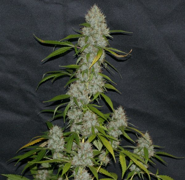 Orange Larry - Fotoperíodo Feminizada  - LatitudSurSeeds