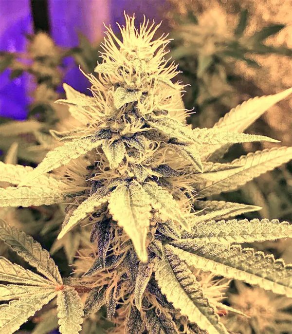 Orange Larry - Fotoperíodo Feminizada  - LatitudSurSeeds - Imagem 3