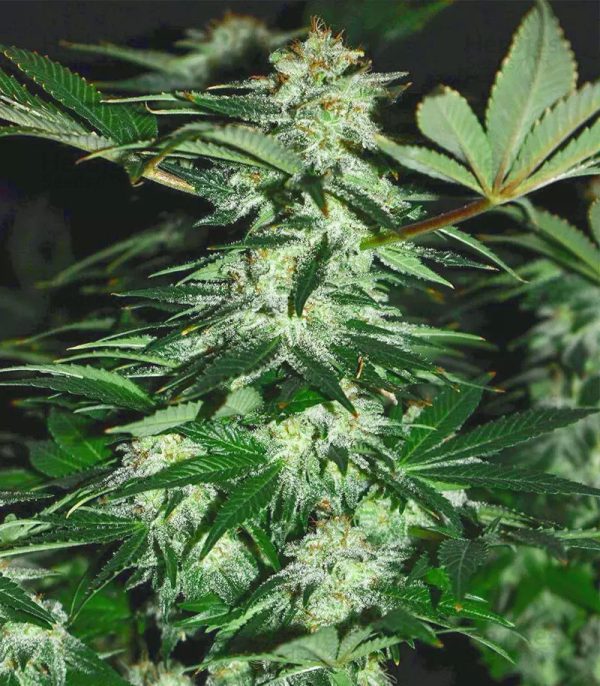 Mimosa Dog - Fotoperíodo Feminizada  - LatitudSurSeeds - Imagem 3