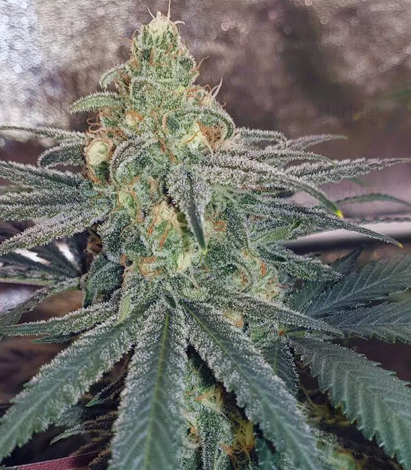 Wedding Cake - Fotoperíodo Feminizada  - LatitudSurSeeds - Imagem 4