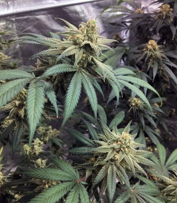 Wedding Cake - Fotoperíodo Feminizada  - LatitudSurSeeds - Imagem 5