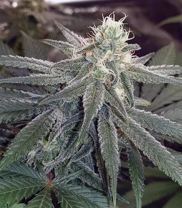 Wedding Cake - Fotoperíodo Feminizada  - LatitudSurSeeds