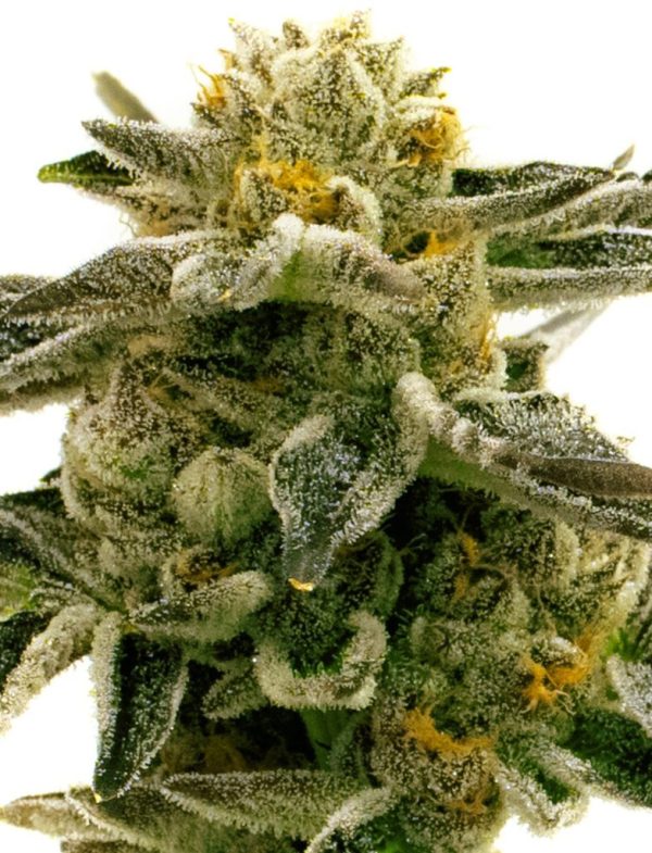 Tangie Sunset - Fotoperíodo Feminizada  - LatitudSurSeeds - Imagem 6