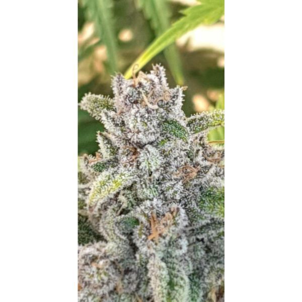 Tangie Sunset - Fotoperíodo Feminizada  - LatitudSurSeeds - Imagem 7