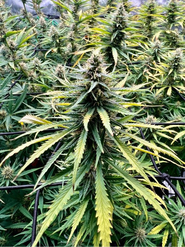 THAI - "Veneno da Lata" – “Fotoperiodo REGULAR” – Gold Farm Seed - Imagem 3