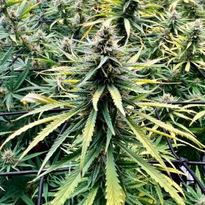 THAI - "Veneno da Lata" – “Fotoperiodo REGULAR” – Gold Farm Seed